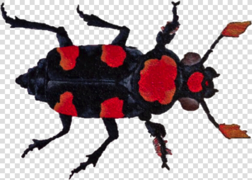 Beetle2   Weevil  HD Png DownloadTransparent PNG