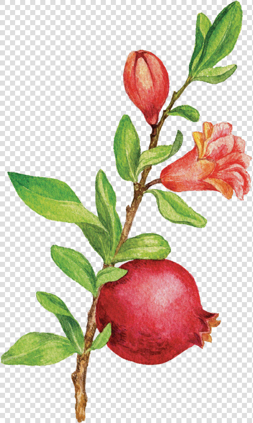 Pomegranate Tree Png   Buffaloberries  Transparent PngTransparent PNG