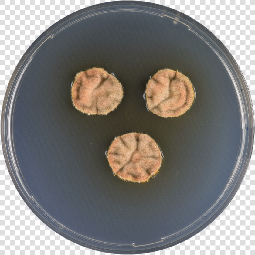 Aspergillus Varians Cya  HD Png DownloadTransparent PNG