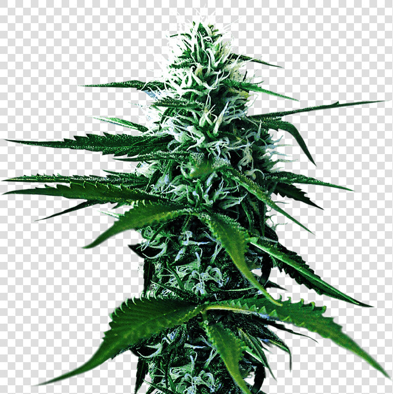 Kultur Kanna Cannabis Cultivation Farming And Growing   Transparent Background Weed Png  Png DownloadTransparent PNG