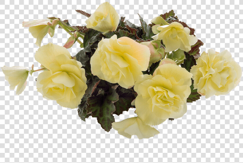 Floribunda  HD Png DownloadTransparent PNG