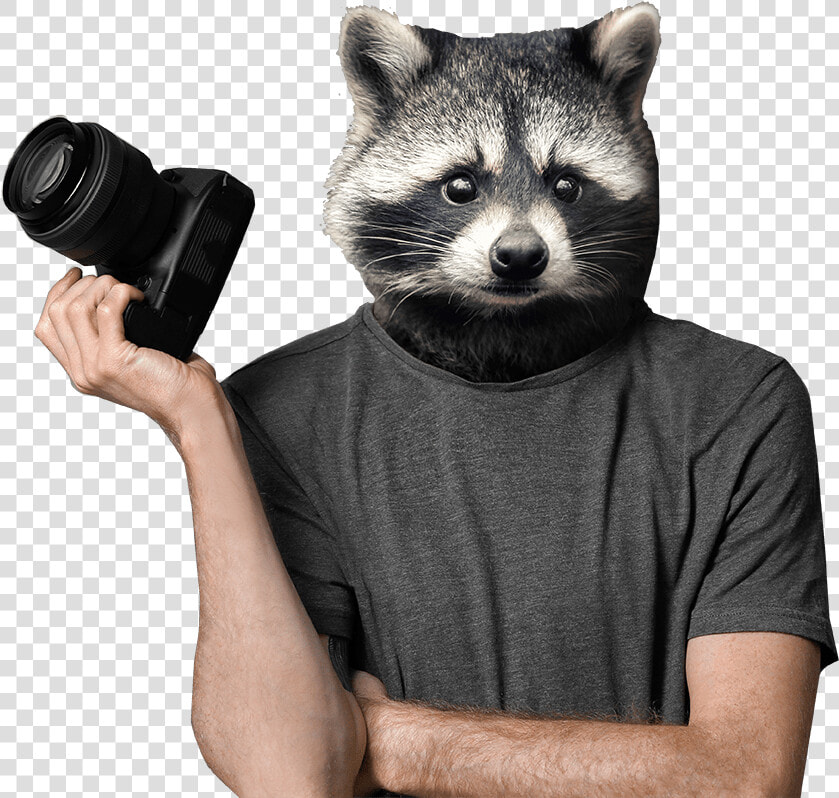 Racoon Stock   Raccoon Photographer  HD Png DownloadTransparent PNG