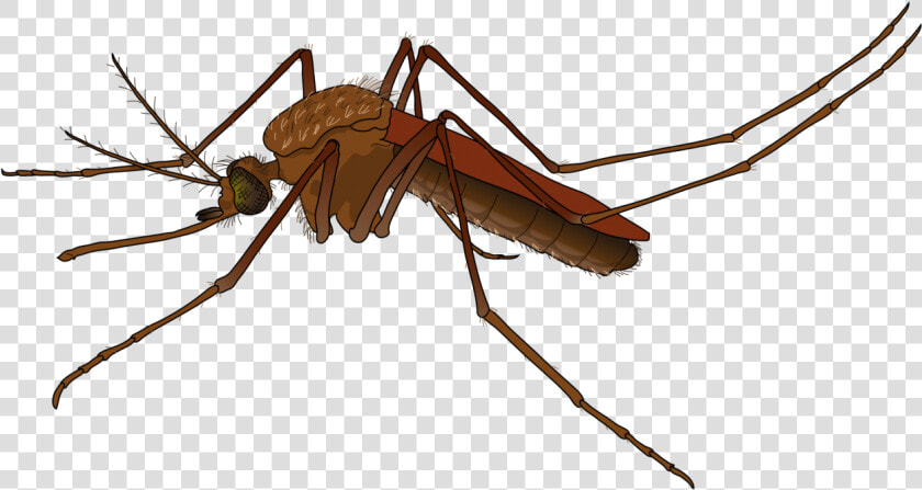 Mosquito Png Image   Mosquito Png  Transparent PngTransparent PNG