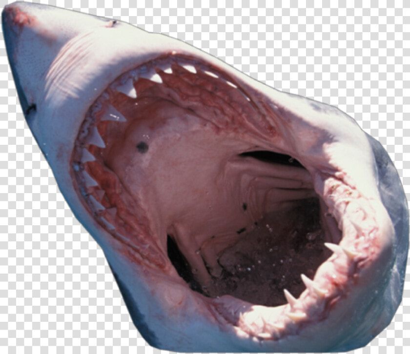 Shark Mouth Transparent Background   Shark Mouth Close Up  HD Png DownloadTransparent PNG