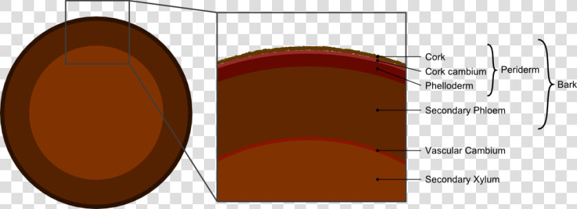 Tree Secondary Components Diagram   Difference Between Cork And Bark  HD Png DownloadTransparent PNG