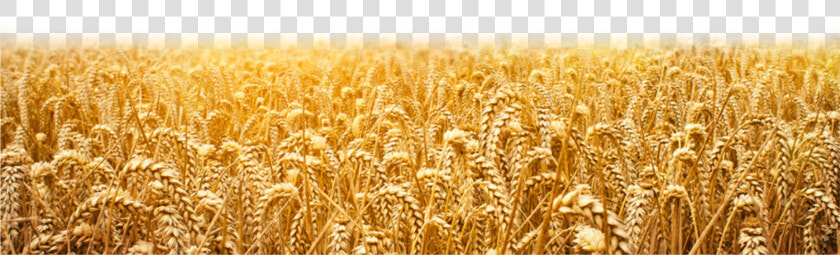 Wheat Field Png available For Anything And Anyone To   यीशु मसीह के वचन  Transparent PngTransparent PNG