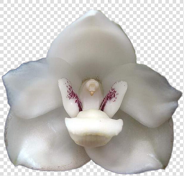 Flor Del Espiritu Santo Png  Transparent PngTransparent PNG