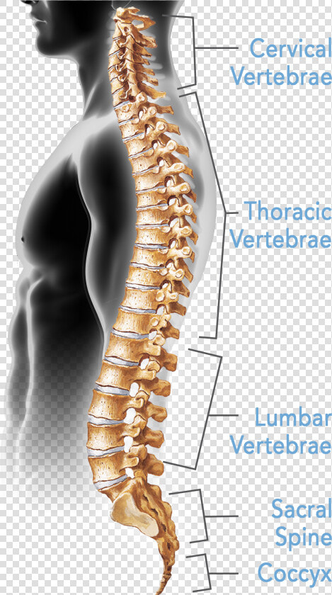 Clip Art Pictures Of The Spine   Bones Of The Spine Are Typically Fused  HD Png DownloadTransparent PNG