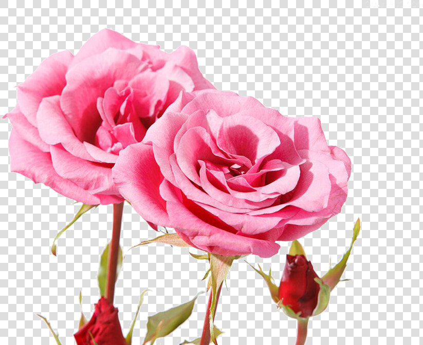 Beautiful Pink Roses   Beautiful Pink Rose Flowers Hd  HD Png DownloadTransparent PNG