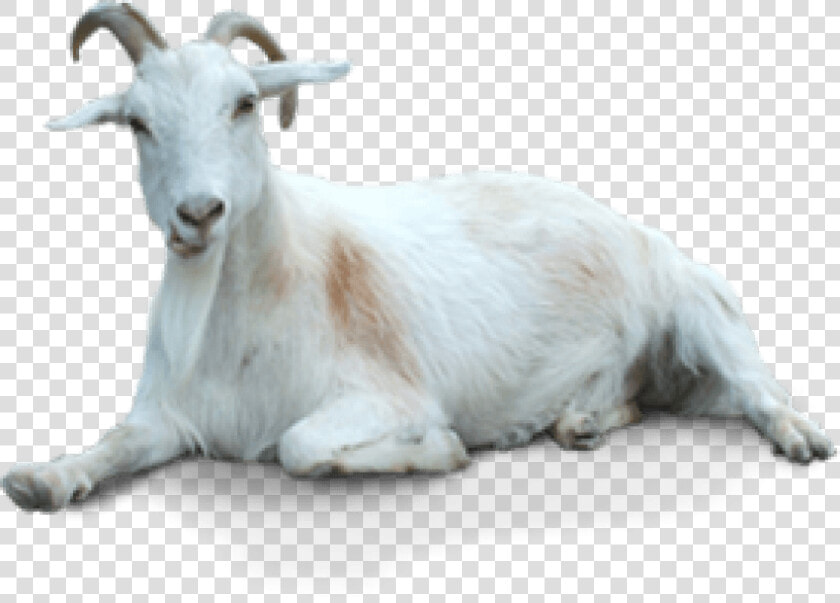 Free Png Of Goat   Transparent Background Goat Png  Png DownloadTransparent PNG