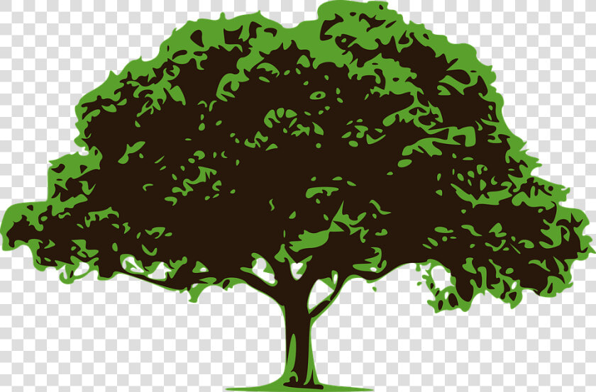 Vetor Árvore  Árvore  Natureza  Árvore Verde  Floresta   Tree Effect  HD Png DownloadTransparent PNG