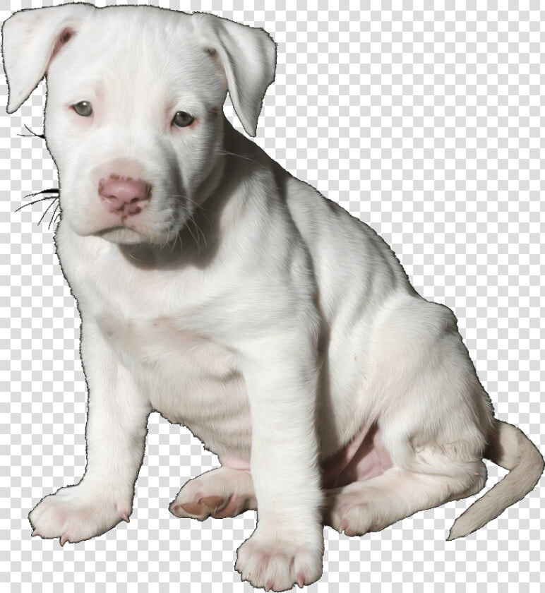 Pit Bull Pup Trans   Pitbull Puppy  HD Png DownloadTransparent PNG