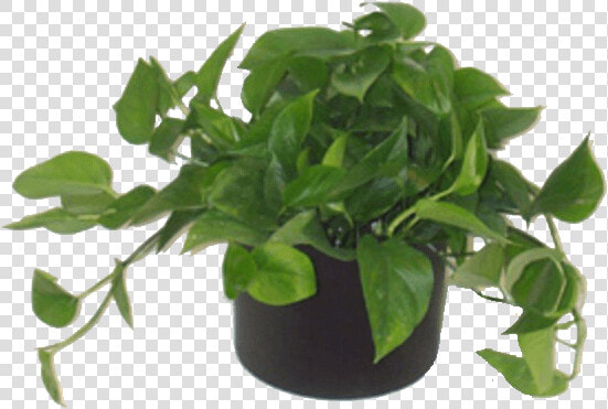 Low Light Plants   Decorate With Green House Plants  HD Png DownloadTransparent PNG