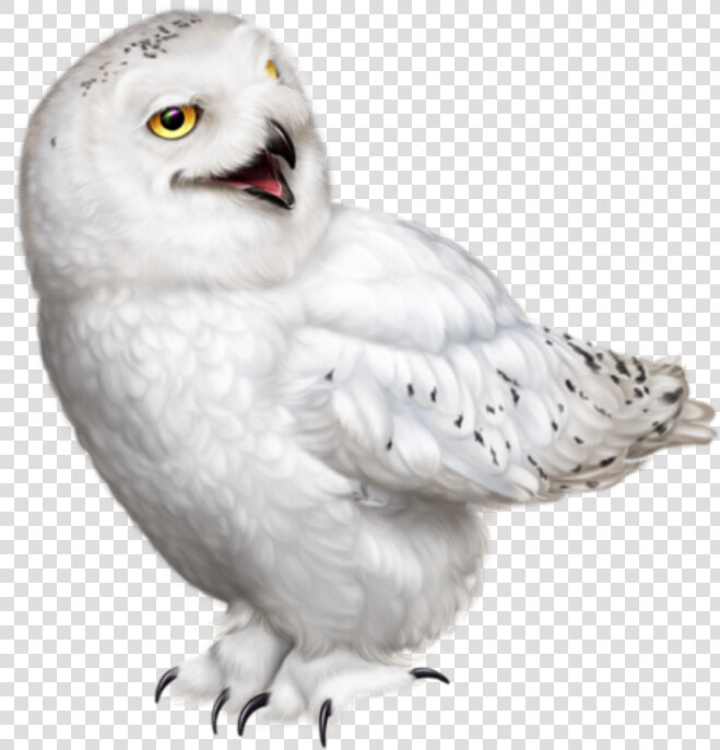  hedwigowl  eulen  schneeeulen  meinetiere   Dessin Oiseau Noel Couleur  HD Png DownloadTransparent PNG