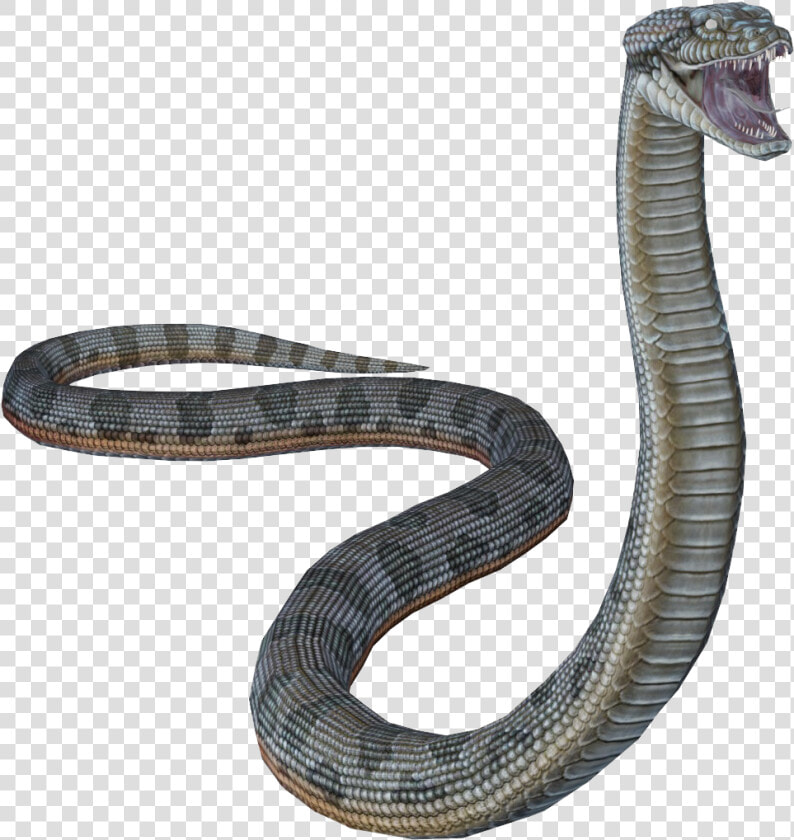 Anaconda Photo Background   Indian Cobra  HD Png DownloadTransparent PNG