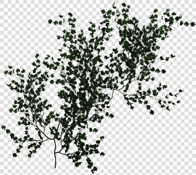 Climbing Vine Green Png   Vine  Transparent PngTransparent PNG