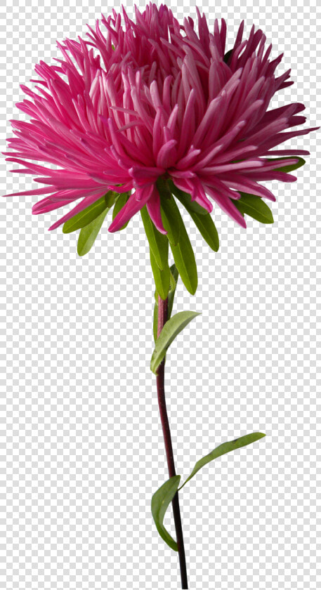 Clip Art Chrysanthemum Plant Purple Chrysanths   Chrysanthemums Png  Transparent PngTransparent PNG