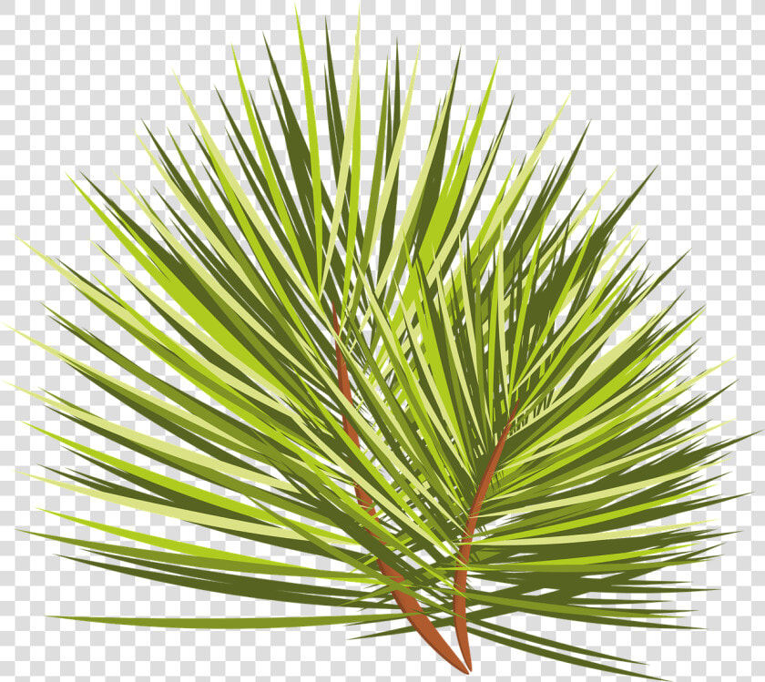 Christmas Tree  Branch  Sprig  Spruce  Needles  Plant   Close up  HD Png DownloadTransparent PNG