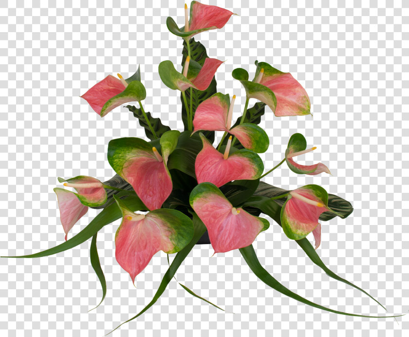 Transparent Anthurium Flower Png  Png DownloadTransparent PNG