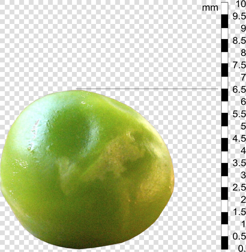 Transparent Pea Png   Actual Size Of A Pea  Png DownloadTransparent PNG