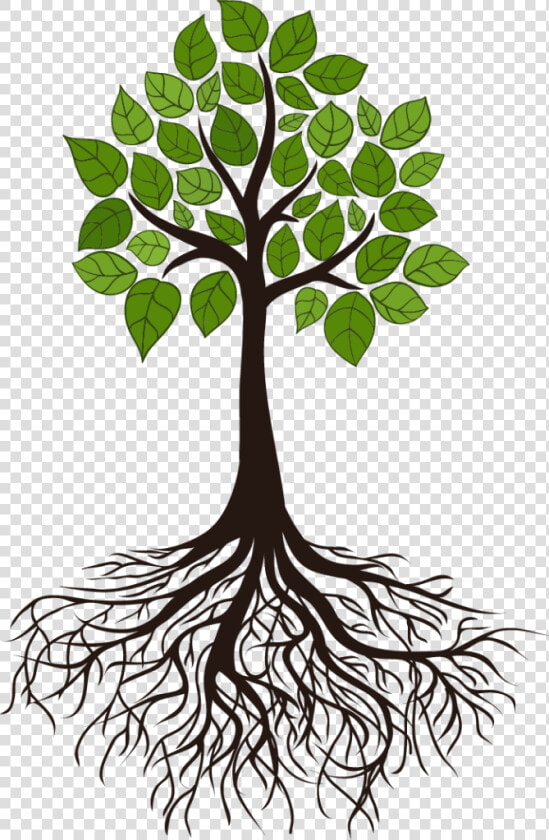 Tree Root Branch Clip Art   Tree Roots  HD Png DownloadTransparent PNG