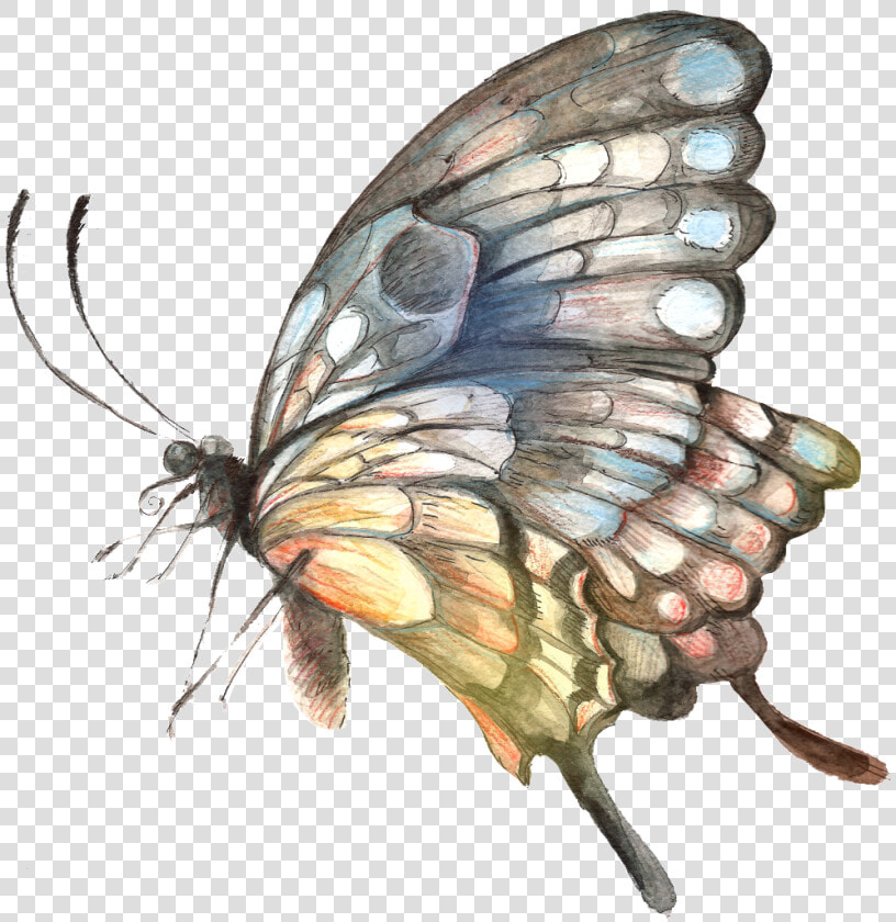 Painted Handpainted Butterfly Hd Png   Butterfly  Transparent PngTransparent PNG