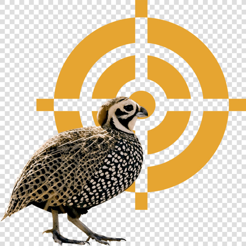 Quail Png  Transparent PngTransparent PNG