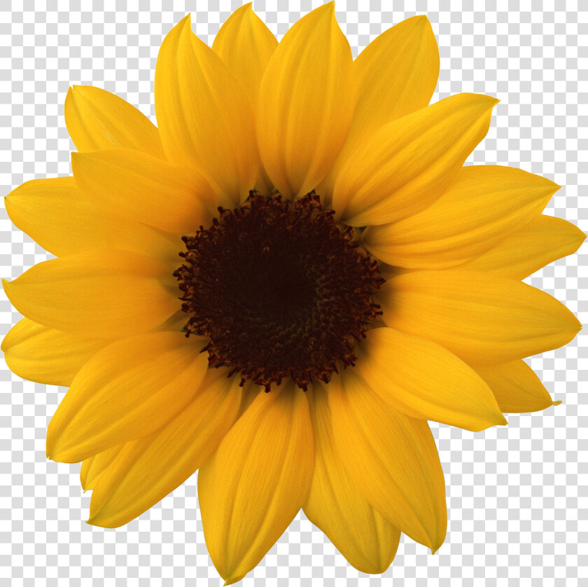 Sunflower Png   Transparent Background Sunflower Png  Png DownloadTransparent PNG