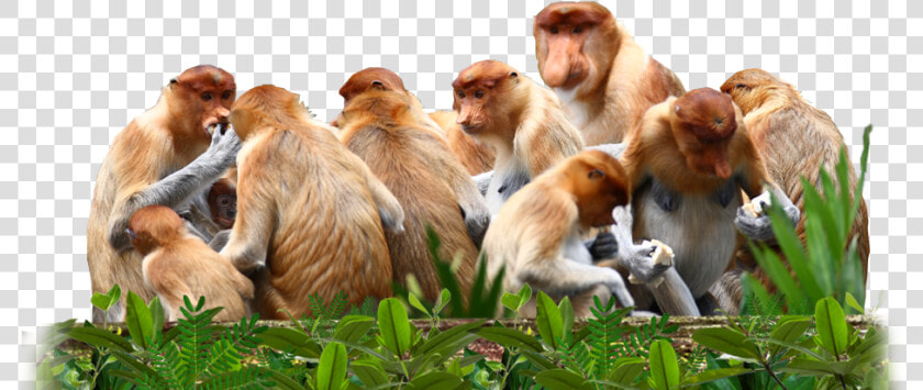 Proboscis Monkeys Are Not A Territorial Species And   Group Of Monkeys Png  Transparent PngTransparent PNG