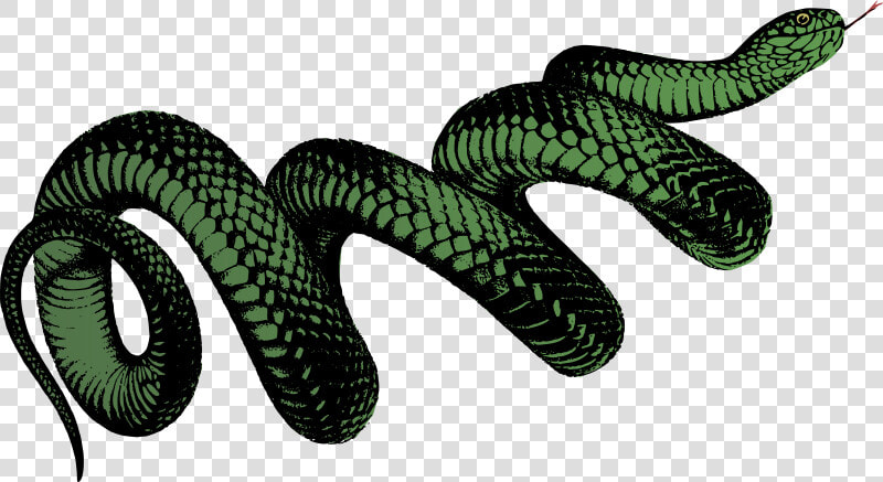 Coiled Snake   Colour   Png Transparent Snake Png  Png DownloadTransparent PNG