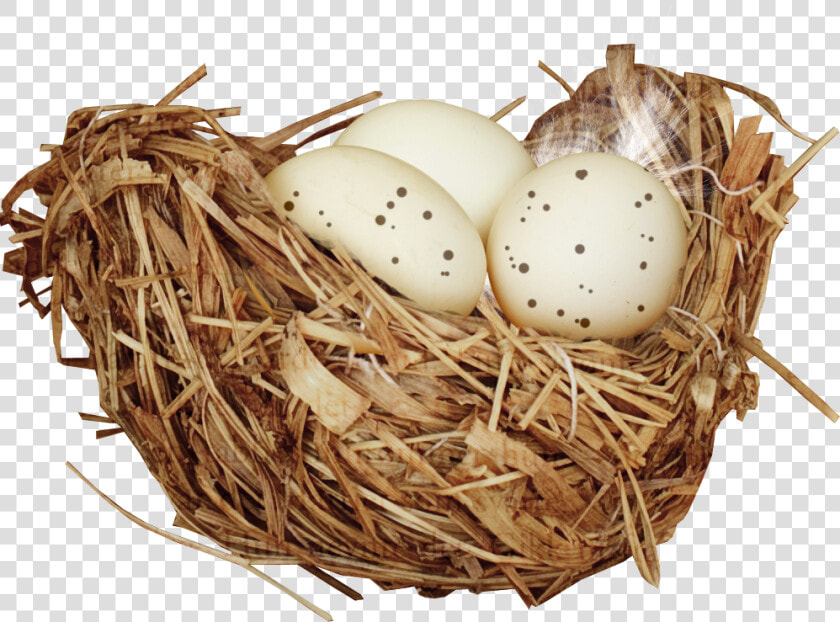 Nest Png   Nido De Pajaros Png  Transparent PngTransparent PNG