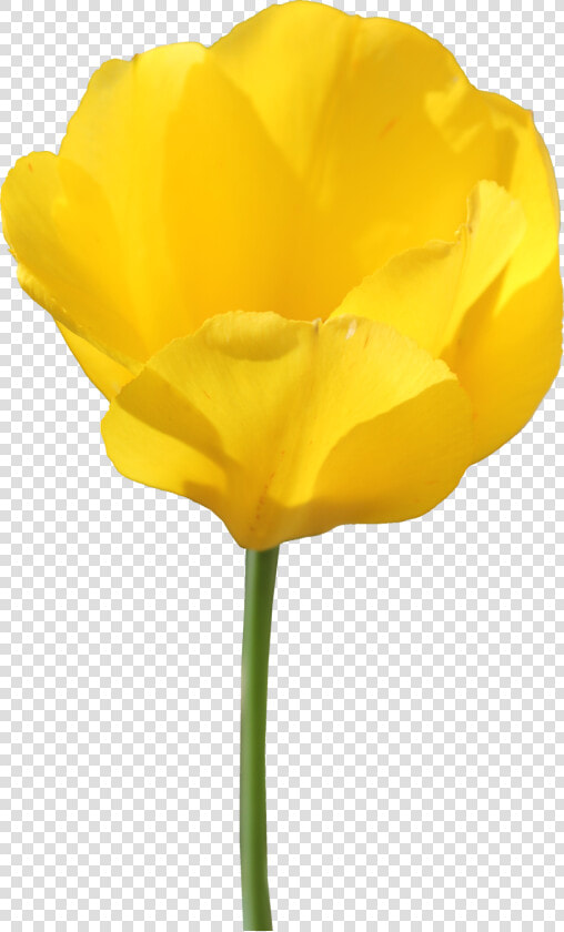 Yellow Tulip   Yellow Tulips Transparent Background  HD Png DownloadTransparent PNG