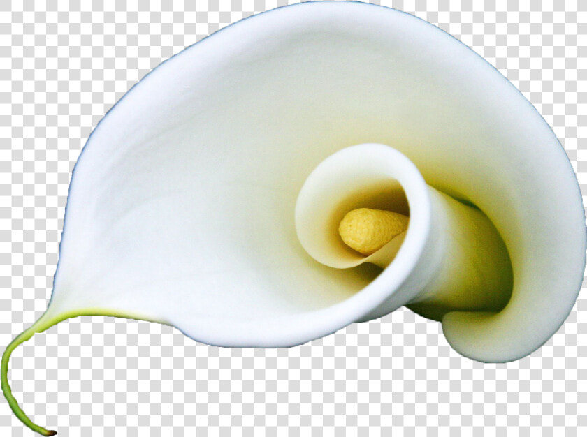 Clip Art Arum Flower Lilium A   Giant White Arum Lily  HD Png DownloadTransparent PNG