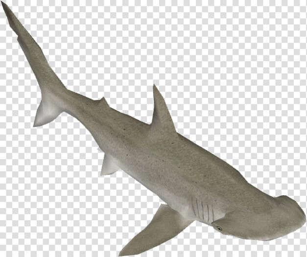 Bonnethead Shark   Bronze Hammerhead Shark  HD Png DownloadTransparent PNG