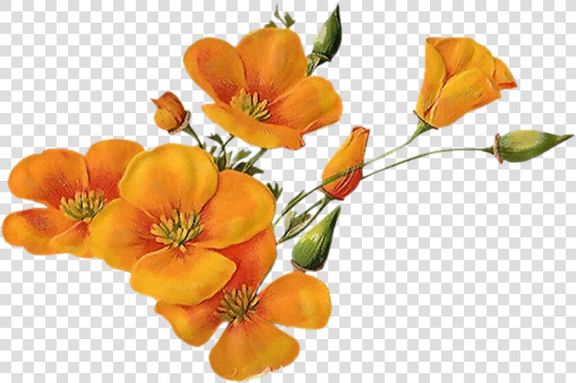  bloom  flower  border  flowers  white  bouquet  multiple   Transparent Background Orange Flowers Png  Png DownloadTransparent PNG