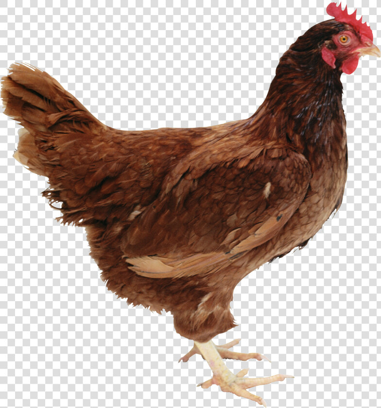 Transparent Chicken Head Png   Rhode Island Red Chicken Png  Png DownloadTransparent PNG