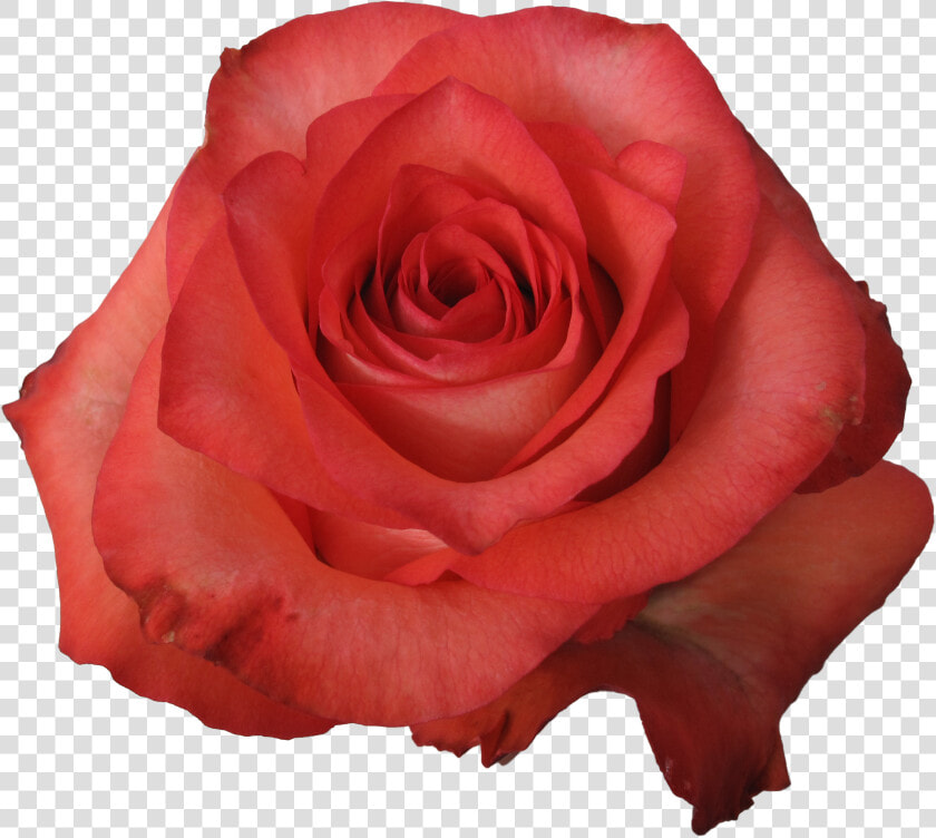 Iguana Rose  HD Png DownloadTransparent PNG