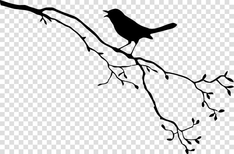 Bird Royalty free Drawing   Bird Branch Silhouette Png  Transparent PngTransparent PNG