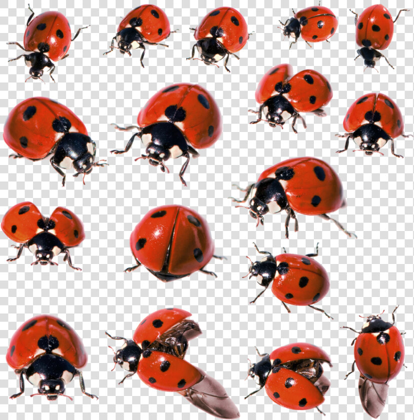 Ladybug Insect Png Pic   Ladybird Beetle  Transparent PngTransparent PNG