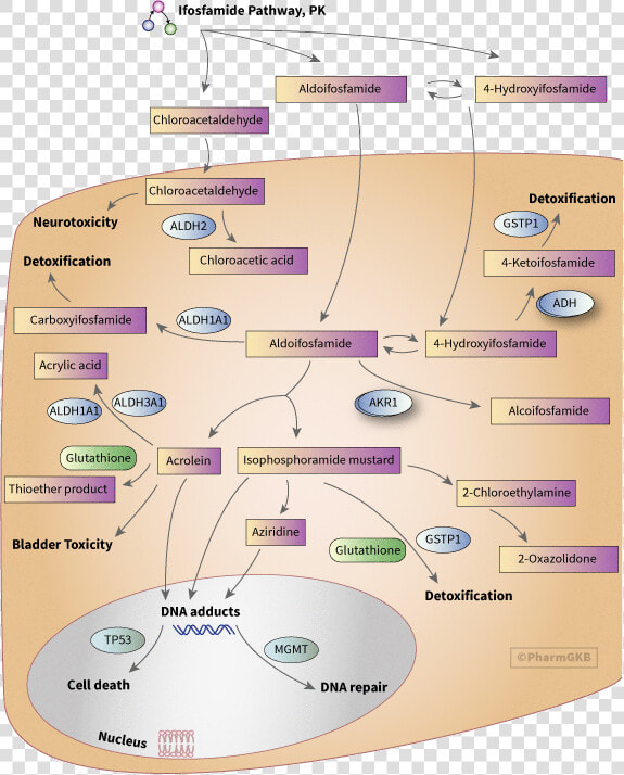 Cyclophosphamide Mechanism Of Action In Breast Cancer  HD Png DownloadTransparent PNG