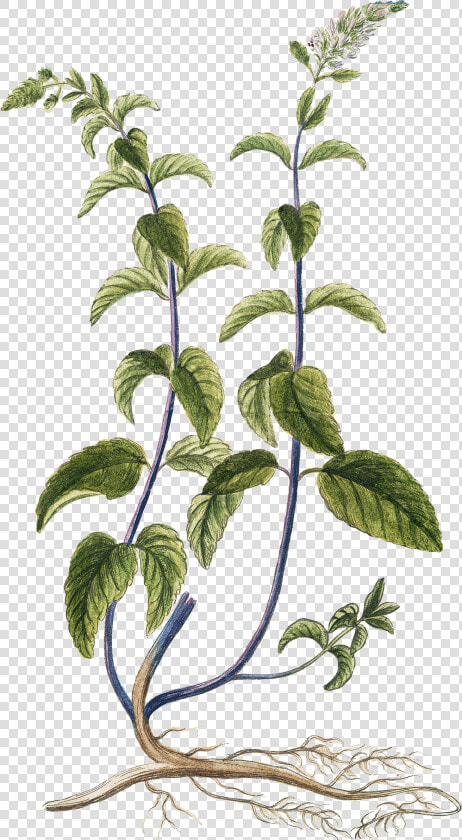 Pics Of Herbs   Free Botanical Herb Prints  HD Png DownloadTransparent PNG