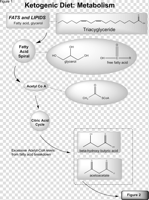 Ketosis Fat Metabolism Pathway  HD Png DownloadTransparent PNG