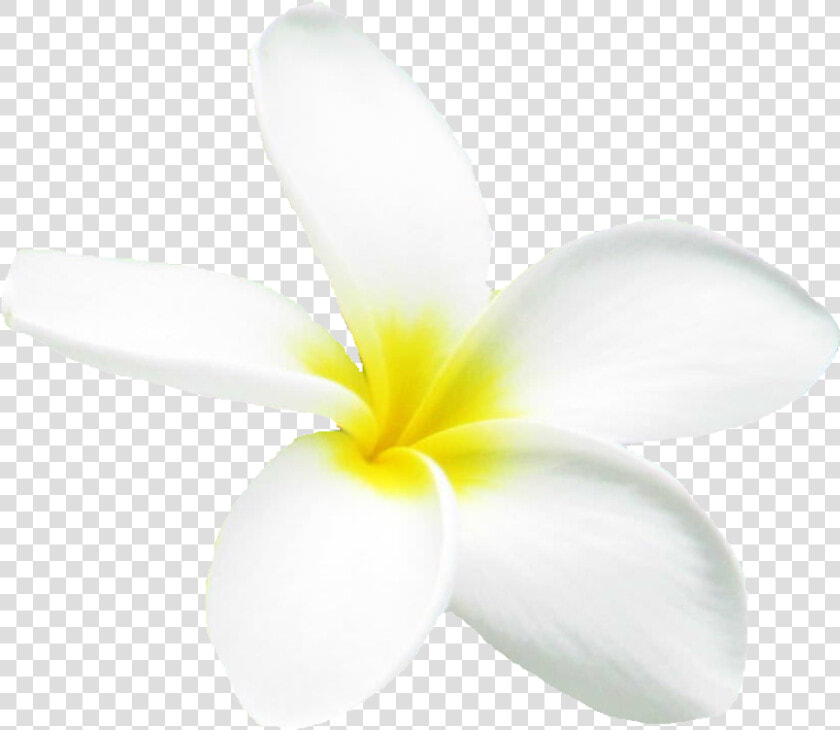 Frangipani  HD Png DownloadTransparent PNG