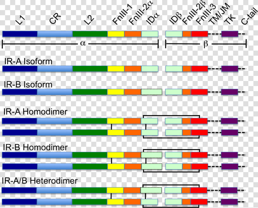 Colour Coded Schematic Of The Insulin Receptor   Insulin Receptor Domains  HD Png DownloadTransparent PNG