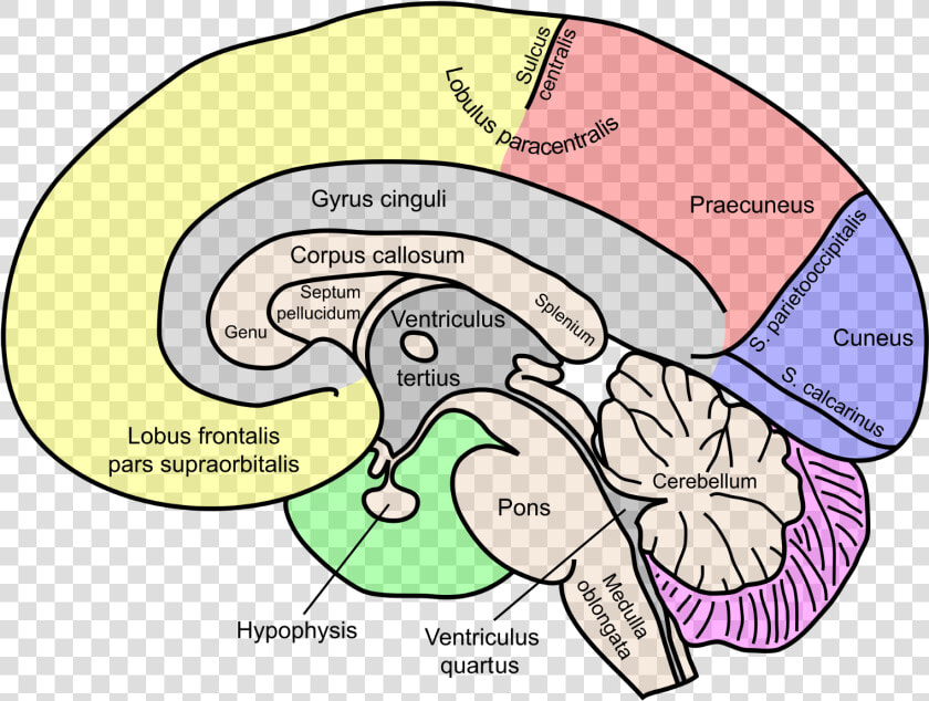 Labeled Map Of Brain  HD Png DownloadTransparent PNG