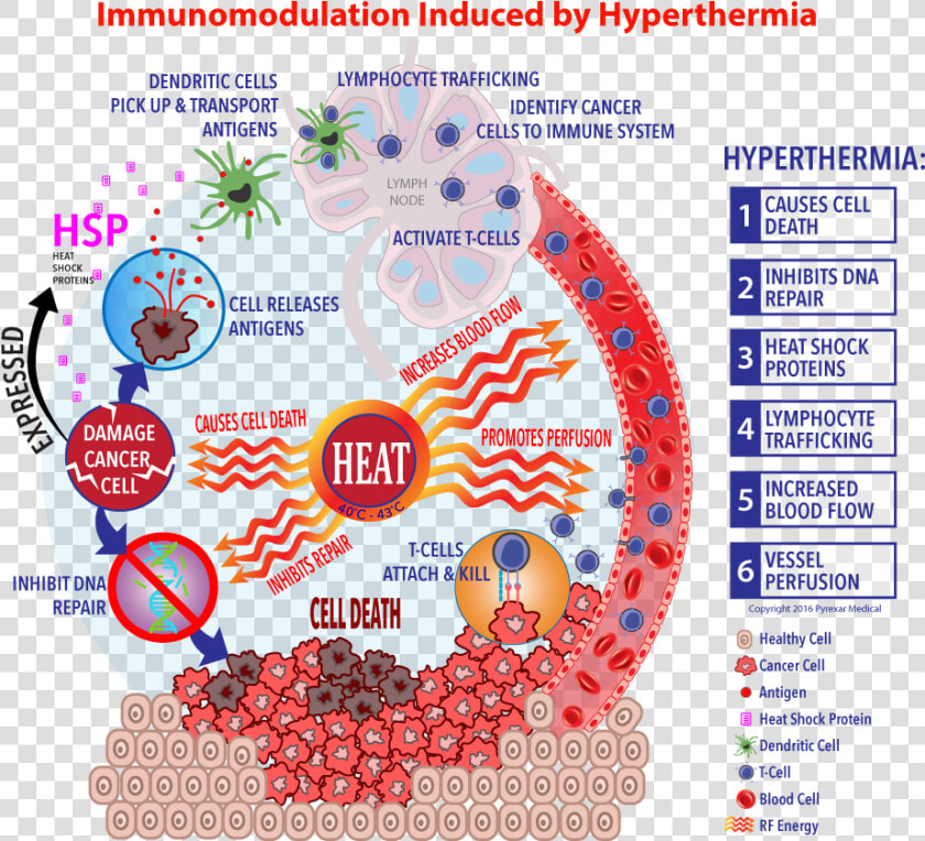 Immunotherapy Cell Cycle Rework Final   Hyperthermia Heat Shock Protein  HD Png DownloadTransparent PNG