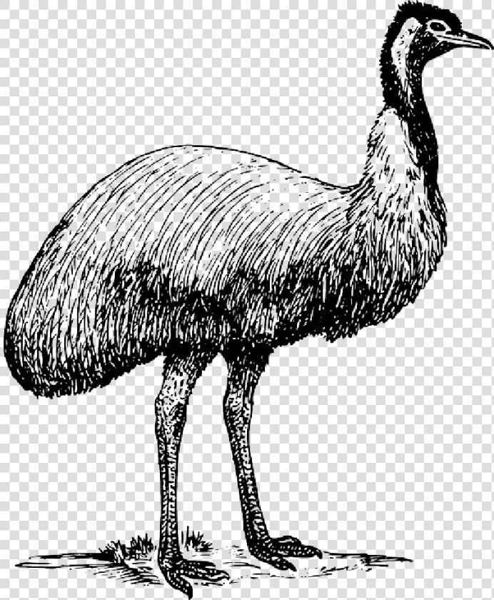 Emu Clip Art  HD Png DownloadTransparent PNG