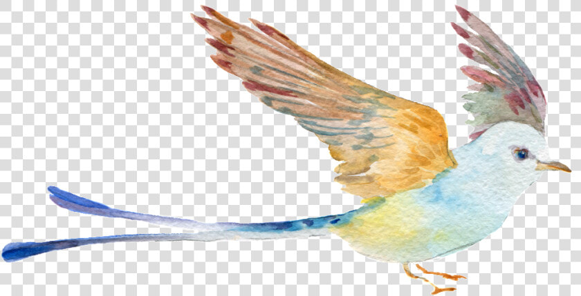 Hand Painted Watercolor Bird Png Transparent   Bluebird  Png DownloadTransparent PNG