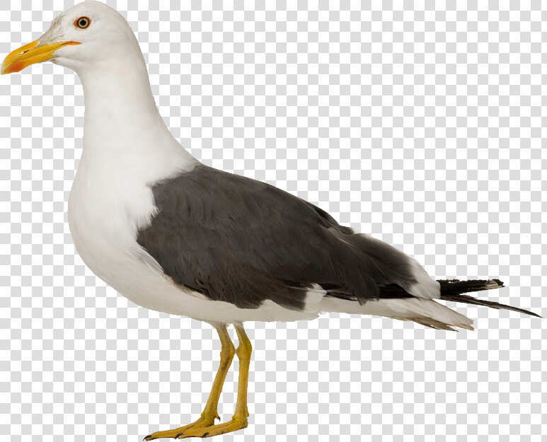 Gull Png   Herring Gull No Background  Transparent PngTransparent PNG