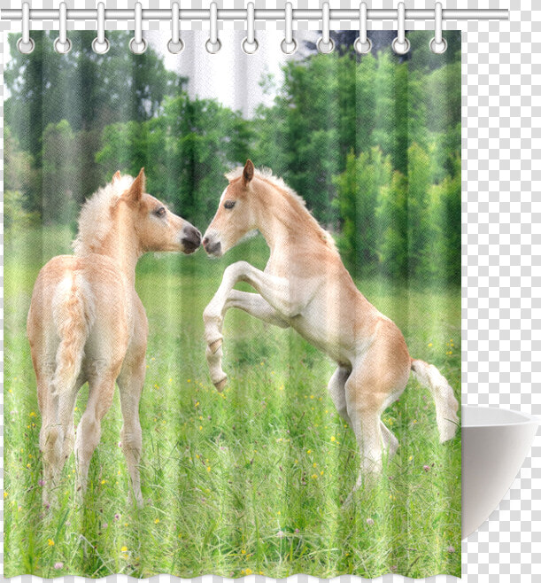 Haflinger Horses Cute Funny Pony Foals Playing Horse   Foal  HD Png DownloadTransparent PNG